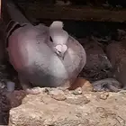 حمام زاجل ايس