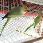 للبيع جوز درة هندي منتج شرط وقريب ينتج((( تم البيع)