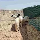 سواكن فل