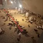 سمان بياض العدد 205 بصحة جيدة السعر مناسب وتساب