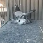 كرنقو جاوه