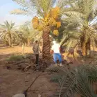 نخل مثمر نخيل خلاص برحي شيشي سكري ونان مجدول