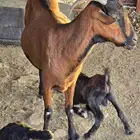 للبيع عنز محايليه دهما بولدها