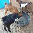 بهم مندي للبيع