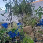 شتلات توت إيراني