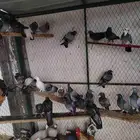 حمام عرض الحبه 10 ريال