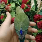 ببغاء روز
