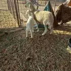 للبيع حريه تحتها خروف ذبيحه ونعجه مقروعه لهآ حول 25 يوم