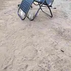 قطط صغيره. شيرازي