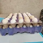 بيض فيومي ذهبي