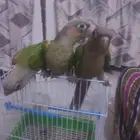 كنيورات