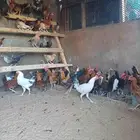 دجاج للبيع