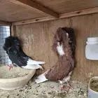 طير جاكوبين جوز