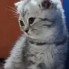 قطه للبيع سكوتش فولد