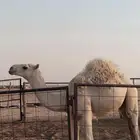 حشو طيبات نظيفات على الحليب واحد حوالي عشر شهورواحد سبعه شهو