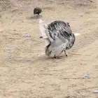 ديك رومي منتج