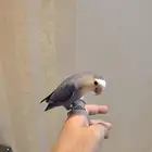 روز أليف ازرق وايت فيس (تم البييع)