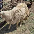 خروف ذبيحه سمين فل