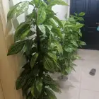 اشجار زينه ديكوريه