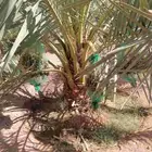 نخل للبيع جميع انواع