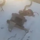 كمبيوتر دير بضفيرته باسلاكه ونيت 2001