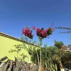 جهنميات طول ساق وسماكات