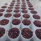 تمور برني العيص سطول فاخره تعبيئه اليومين هذي