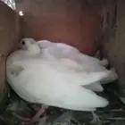 زغاليل