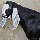 تيس للبيع