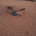 عنزين وحده معه بنت