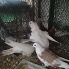 حمام زينه عرض