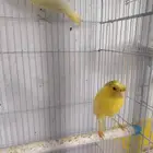 كناري تم البيع