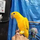 جولدن كنيور