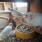 للبيع جوز حمام مع فرخهم