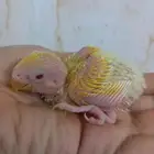 فرخ روز لاتينو عيون حمر ب 120 ريال