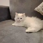 قطه عمر 4 شهور عيوني ملونة جدا اليفه تحب العب