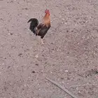 دجاج