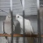 زوج كروان البينو وهولندي منتج فخم