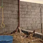 4 دجاج شامو وديك للبيع