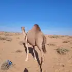 نياق القحات عدد 2 حمراء وصفراء