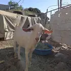 تيس بلدي بعمر 6 اشهر تقريبا