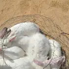 للبيع ارانب فرنسي