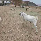 تيس للبيع