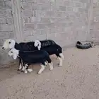 بسم الله نجد مواليد اشباب بناتها ذبايح