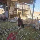 ديك مهجن باكستاني مع شامو
