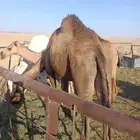 ضرائب ابكار اجذعات صفرا  و حمراء