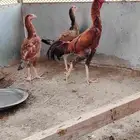 دجاج باكستاني للبيع