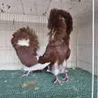 جوز جاكوبين