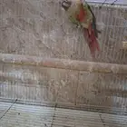 كنيور اناناس انثى منتجه