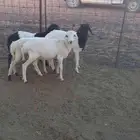 للبيع خرفان هرافي برابر مع تيوس